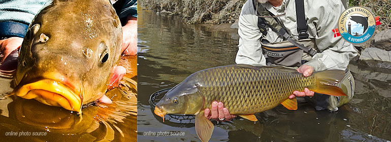 Flyfishing and light spin fishing for carp at Denmark fishing Lodge