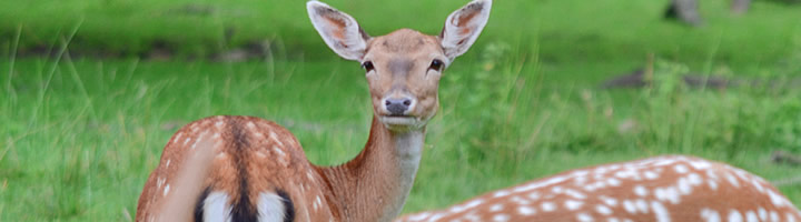 Helnaes beautiful fyn surroundings deers