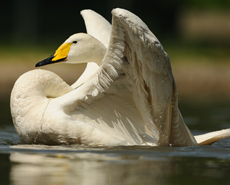 fyn funen outdoor activities birdwatching